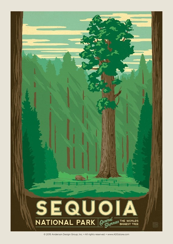Sequoia | Postcard