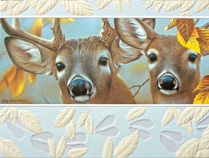 Up Close & Curious | Deer birthday note cards