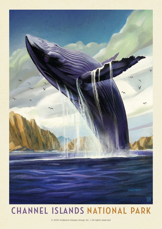 Channel Island NP Breaching Whale | American Made