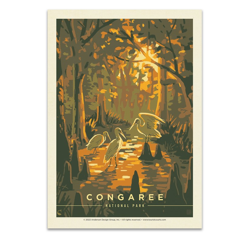 Congaree NP Daybreak | Postcard