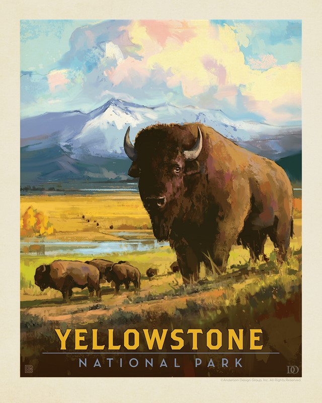 Yellowstone NP American Bison| 8" x10" Print