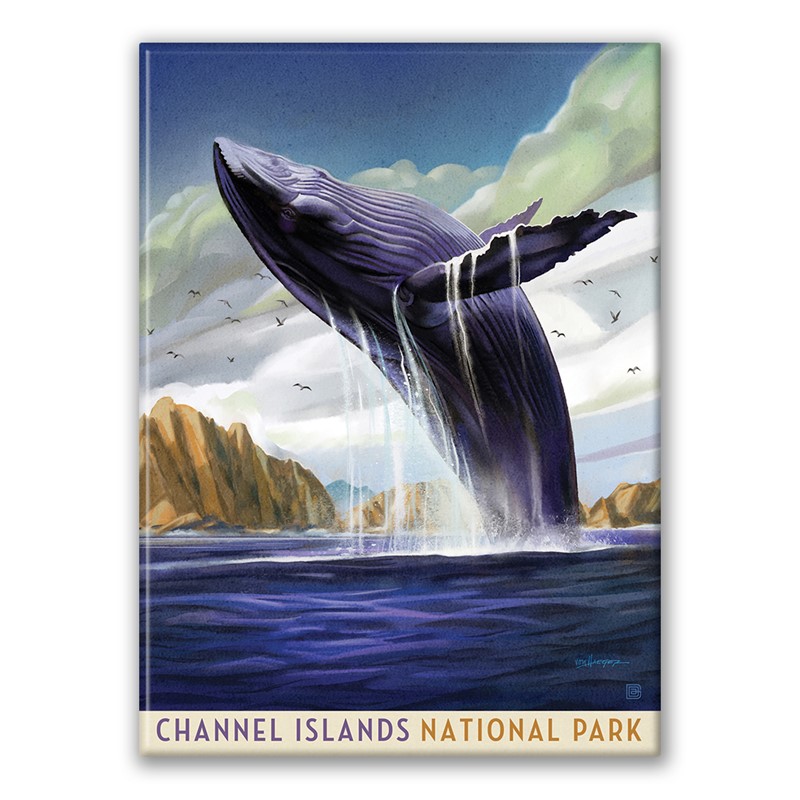 Channel Islands NP Breaching Whale Magnet| American Made Magnet