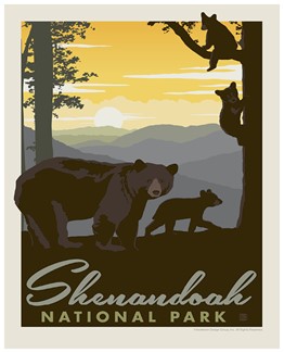 Shenandoah Mama Bear & Cubs 8"x10" print