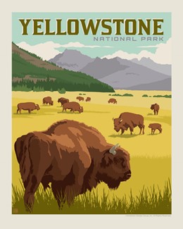 Yellowstone Bison Herd 8X10 Print