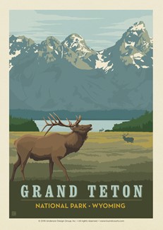 Grand Teton Bugling Elk Postcard