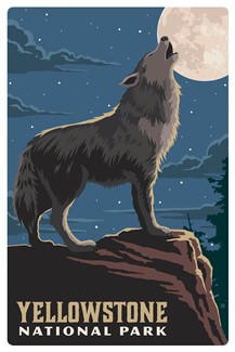 Yellowstone National Park Gray Wolf Magnetic Postcard | Themed Magnet Postcard