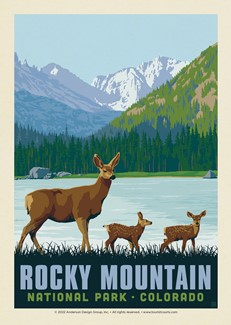 Rocky Mountain National Park Deer Family  Postcard