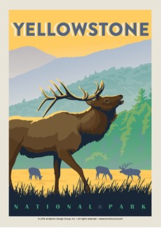 Yellowstone Bugling Elk | Postcard
