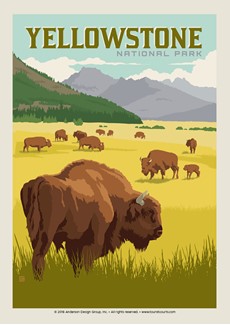 Yellowstone Bison Herd | Postcard