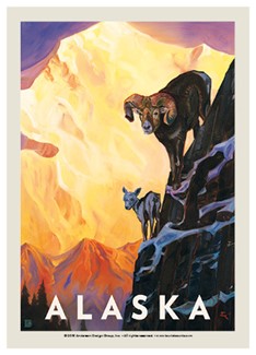 Alaska Bighorn Sheep | Postcard