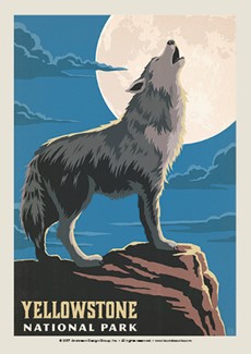 Yellowstone Gray Wolf Postcard