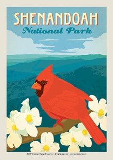 Shenandoah Cardinal Dogwood | Postcard