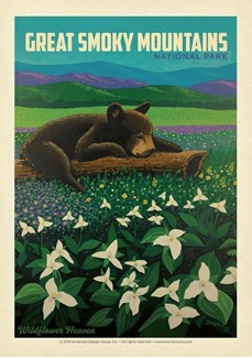 Great Smoky Wildflower Heaven | Postcard