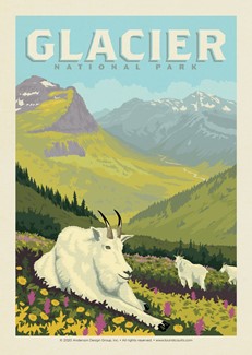 Glacier NP Goats in the Valley | Postcard