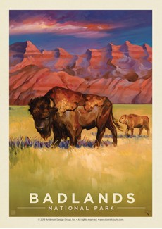 Badlands NP Bison | Postcard