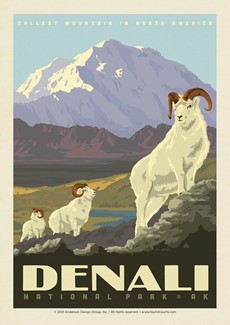 Denali NP Dall Sheep | Postcard