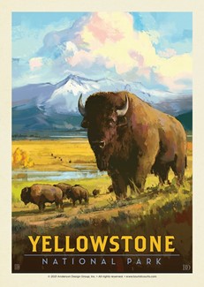 Yellowstone NP American Bison | Postcards
