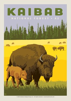 Kaibab National Forest | Postcard