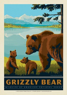 National Parks Wildlife Grizzly Bear | Postcard