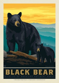 National Parks Wildlife Black Bear | Postcard