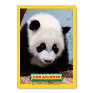 Atlanta Zoo Panda Baby | Vertical Sticker