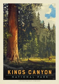 Kings Canyon NP Sequoia Grove Postcard| Postcards