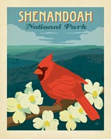 Shenandoah NP Cardinal on Dogwood 8" x 10"