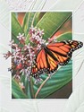 Monarch Butterfly