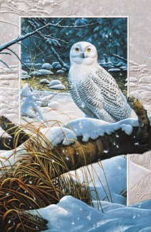 Snowy Owl