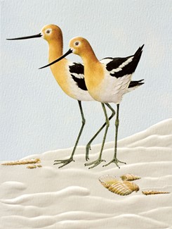 Avocets