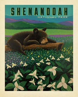 Shenandoah NP Wildflower Cub 8" x 10"