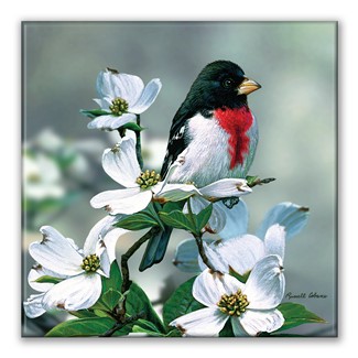 Rose Grosbeak Square Magnet