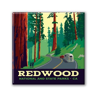 Redwood NP Scenic Drive Square Magnet