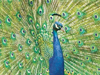 Peacock
