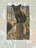 Bear Cub