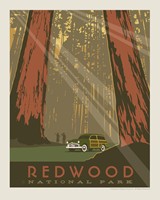 Redwood 8" x10" Print