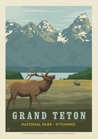 Grand Teton Bugling Elk Postcard