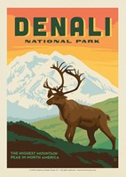 Denali Caribou Postcard