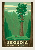Sequoia Postcard