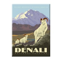 Denali National Park Dall Sheep Magnet