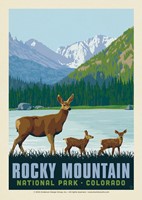 Rocky Mountain National Park Deer Family  Postcard