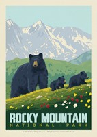 Rocky Mountain National Park Black Bears Postcard (Single)