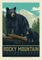 RMNP Wildlife Black Bears Postcard (Single)