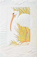 Ibis Folded - W/Env