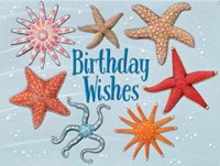 Stars Of The Sea Petite Folded - W/Env