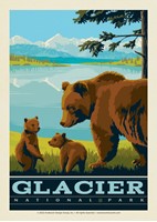Wildlife Bears Glacier National Park Postcard