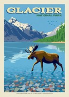 Glacier NP Moose Postcard