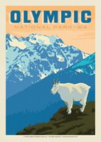Olympic NP Mountain Goat Postcard