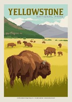Yellowstone Bison Herd Postcard