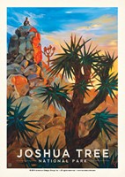 Joshua Tree Desert Sunrise Postcard